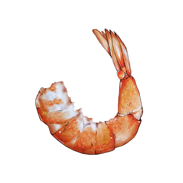 Shrimp Closeup Hand Drawing Markers Illustration Isolate White — Stock Photo, Image