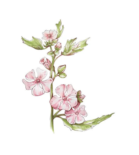 Althea Rosa Blume Stilisierung Marker Illustration Handzeichnung Illustration — Stockfoto