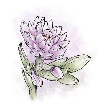 Hosta çiçeği, Vintage tarzı, İllüstrasyon, Raster illüstrasyonu, beyaz üzerine izole edilmiş.