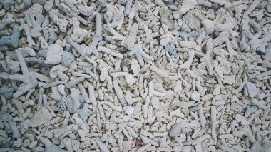 Deniz kabukları ve mercanlar yakın plan, deniz arka planı