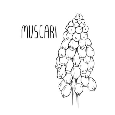 Boyama kitabı, grafiksel çiçekler, illüstrasyon, Raster illüstrasyonu, beyaza izole edilmiş.