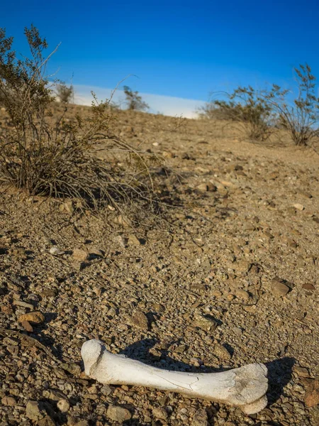 Desert Animal Bone