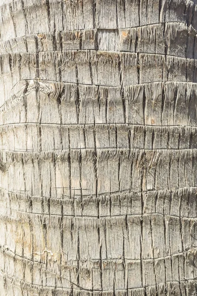 Textura Madeira Tronco Uma Palmeira Fecha Fibras Casca Uma Palmeira — Fotografia de Stock