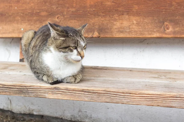 Hajléktalan Állatok Macska Fekszik Padon Szerető Kisállat Kitenyésztett Macska Otthon — Stock Fotó