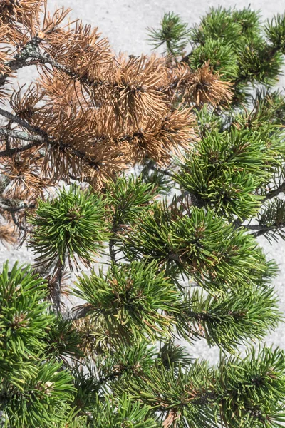 New Year Holiday Evergreen Tree Christmas Tree Conifer Needles Winter — Stock Photo, Image