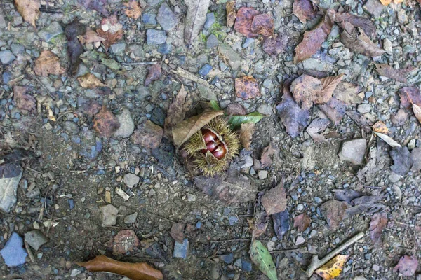 食用栗 森の果物スパイクのある皮の栗 自然への贈り物栗のロースト 天然物 — ストック写真