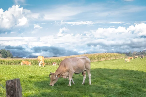 Karmelowa Krowa Stado Krów Pastwisku Farma Francji Bydło Artiodactyl Krajobraz — Zdjęcie stockowe
