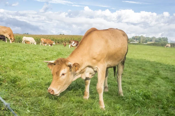 Caramel color cow. A herd of cows in the pasture. Farm in France. Artiodactyl cattle. Rural landscape. Dairy animals. Cow\'s milk. Cattle on a green meadow.