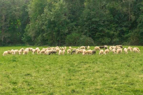 Een Kudde Schapen Artiodactylus Dieren Wei Groene Weide Schapen Rammen — Stockfoto