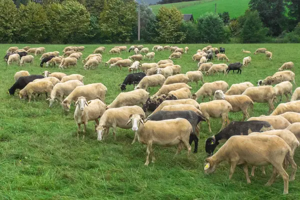 Stado Owiec Zwierzęta Artiodactyl Pastwisku Zielona Łąka Owce Barany Jagnięta — Zdjęcie stockowe