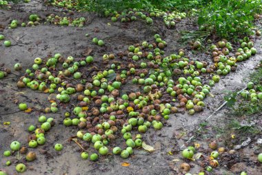 Elma hasat et. Olgun ve çürük elmalar. Olgunlaşmış meyveler. Elma suyu, elma suyu ya da sirke. Organik ürünler. Dağıtılmış elmalar. Terk edilmiş bahçe. Tarım işi.