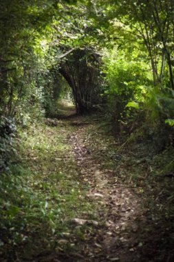 Santiago 'lu Camino. Santiago de Compostela yolu. Yeşil koridor. Çalı ve ağaç tüneli. Yoğun bir ormandaki yol. Yeşilliğin ve düşen yaprakların doğal kemeri. Doğanın güzelliği.