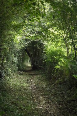 Santiago 'lu Camino. Santiago de Compostela yolu. Yeşil koridor. Çalı ve ağaç tüneli. Yoğun bir ormandaki yol. Yeşilliğin ve düşen yaprakların doğal kemeri. Doğanın güzelliği.