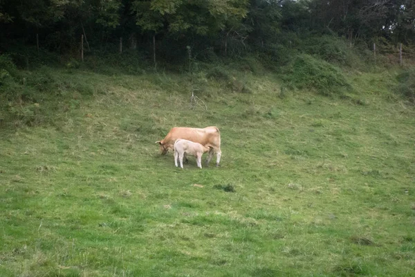 Krowy Łące Pastwiska Dla Bydła Zwierzęta Pasą Się Krowa Cielę — Zdjęcie stockowe