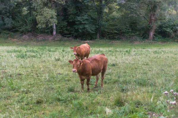 Krowy Łące Pastwiska Dla Bydła Zwierzęta Pasą Się Krowa Cielę — Zdjęcie stockowe