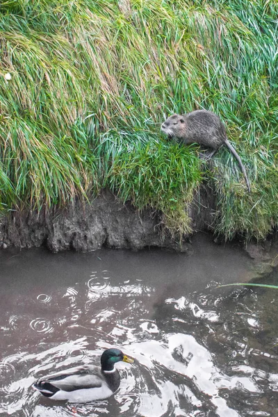 Samuru Ördek Tatlı Coypu Kuşu Faresi Nehir Kenarındaki Vahşi Yaşam — Stok fotoğraf