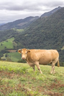 Otlaktaki inek. Çayırdaki Artiodactyl hayvanlar. Süt çiftliği. Mutlu çiftlik hayvanları. Sığır otlağı. Kırsal alan. Çayırdaki yeşil çimenler. Kırsal aşk.