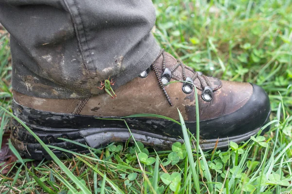 Green grasshopper on a trouser leg. Insects in the forest. Communication with the wild. Trekking in Europe. Insect on pants and shoes. The life of a tourist. Trekking boots.