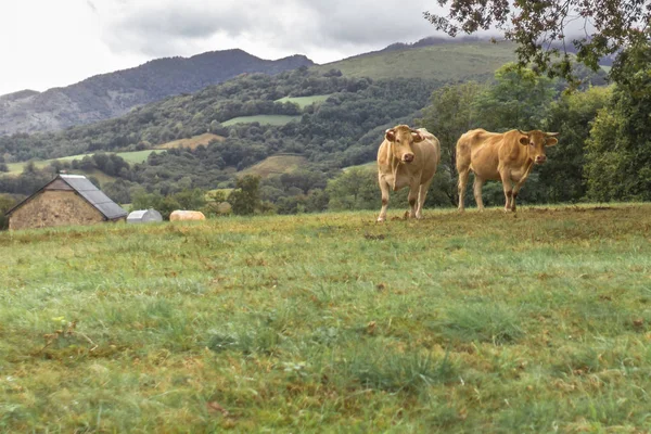 Krowa Pastwisku Zwierzęta Artiodactyl Łące Farma Mleka Szczęśliwego Inwentarza Wypas — Zdjęcie stockowe