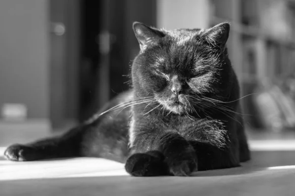 Scottish Straight Cat Gato Preto Gato Puro Sangue Adormecido Postura — Fotografia de Stock