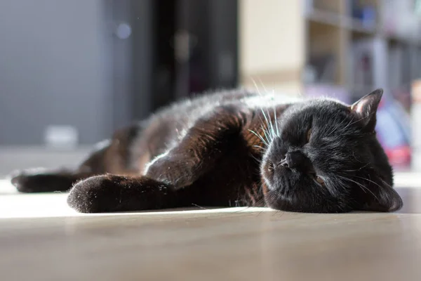 Schottische Straight Cat Schwarze Katze Schlafende Vollblutkatze Anmutige Haltung Freitag — Stockfoto