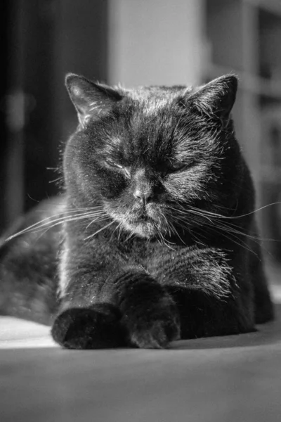 Шотландська Пряма Кішка Чорний Кіт Сплячий Чистокровний Кіт Гарна Поза — стокове фото