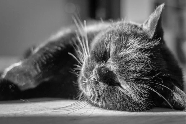 Schotse Hetero Kat Zwarte Kat Slapen Volbloed Kat Genadige Houding — Stockfoto