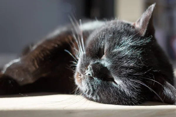 Schottische Straight Cat Schwarze Katze Schlafende Vollblutkatze Anmutige Haltung Freitag — Stockfoto