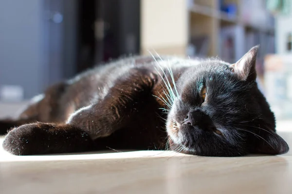 Шотландский Натурал Черная Кошка Спящая Чистокровная Кошка Изящная Осанка Пятница — стоковое фото
