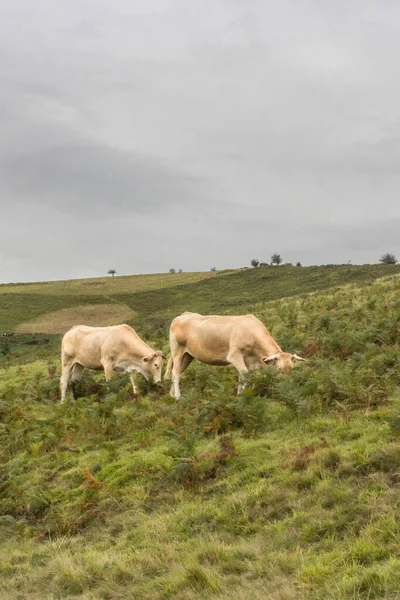 Charolais Hoduje Krowę Pastwisku Zwierzęta Gospodarskie Francji Grunty Rolne Mleko — Zdjęcie stockowe