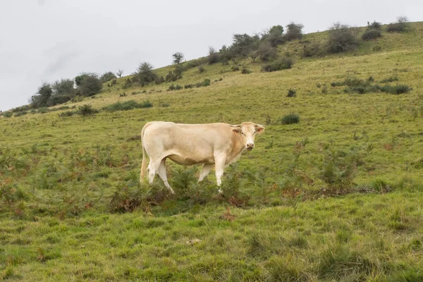 Charolais Hoduje Krowę Pastwisku Zwierzęta Gospodarskie Francji Grunty Rolne Mleko — Zdjęcie stockowe