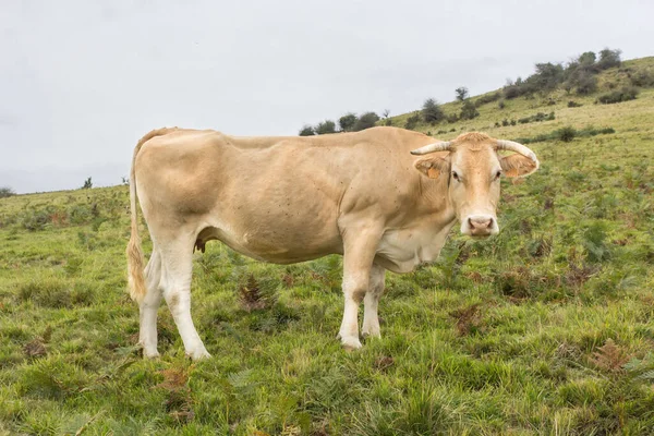 Charolais Züchten Kühe Auf Einer Weide Vieh Frankreich Landwirtschaftliche Flächen — Stockfoto