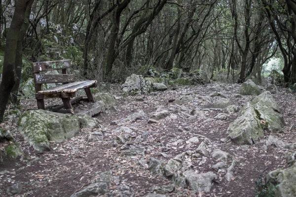Pedras Raízes Árvores Chão Caminho Santiago Perca Com Natureza Selvagem — Fotografia de Stock