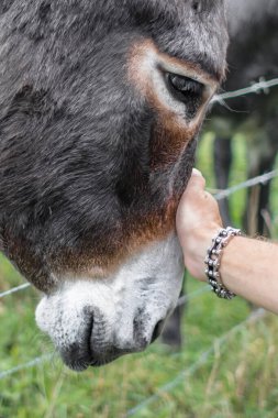 Trusting donkey. Good animal. Donkeys in the pasture. Donkey face close up. Livestock farming. Contact Zoo. Stroking a donkey. clipart