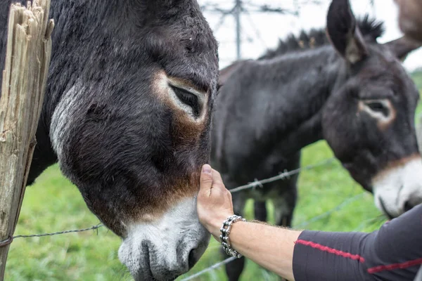 Asino Fidato Bravo Animale Asini Pascolo Faccia Asino Vicino Allevamento — Foto Stock