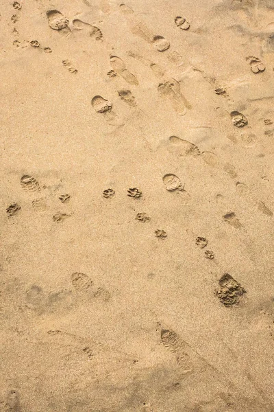 Walk Beach Traces Man Dog Sand Texture Wet Sand Sandy — Stock Photo, Image