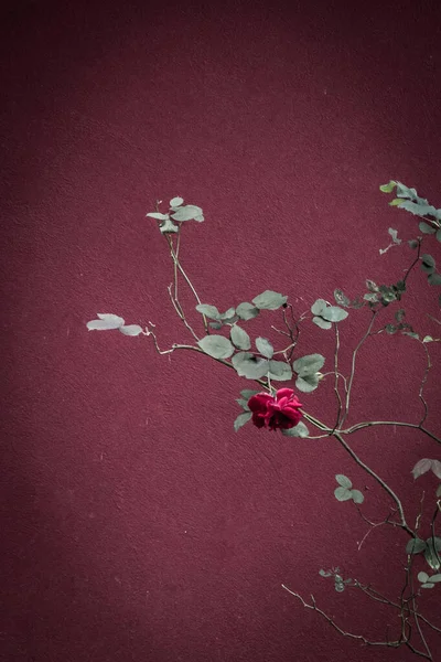 Gothic rose bush. A single flower on a bush. A symbol of sadness, loneliness and grief. A sad picture. Blooming rose bush. Depressing look. Dramatic mood. Tender and fragile plant.