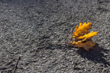 Düşmüş meşe yaprakları. Gri asfalt üzerinde sarı bir sayfa. Sonbahar yaprakları dökülüyor. Güneşte yeşillik. Doğadaki renklerin zıttı. Ekim 'de parkta. Bir ağaç ile portakal yaprağı deseni.