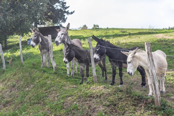 Stado Osłów Płotem Leczenie Zwierząt Skontaktuj Się Zoo Wiele Osłów — Zdjęcie stockowe