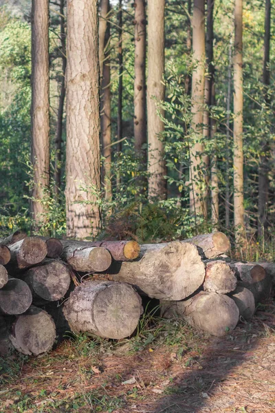 Firewood Uma Floresta Pinheiros Armazém Madeira Uma Pilha Troncos Indústria — Fotografia de Stock