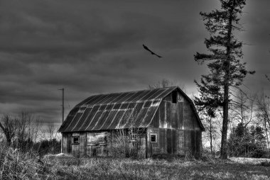 Ahırın üzerinde uçan akbaba, karanlık görüntü. 