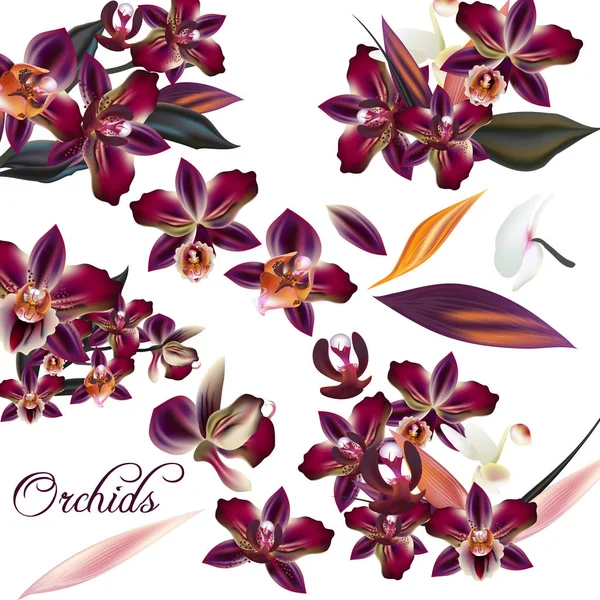 Conjunto de flores de orquídea detalladas vector — Vector de stock