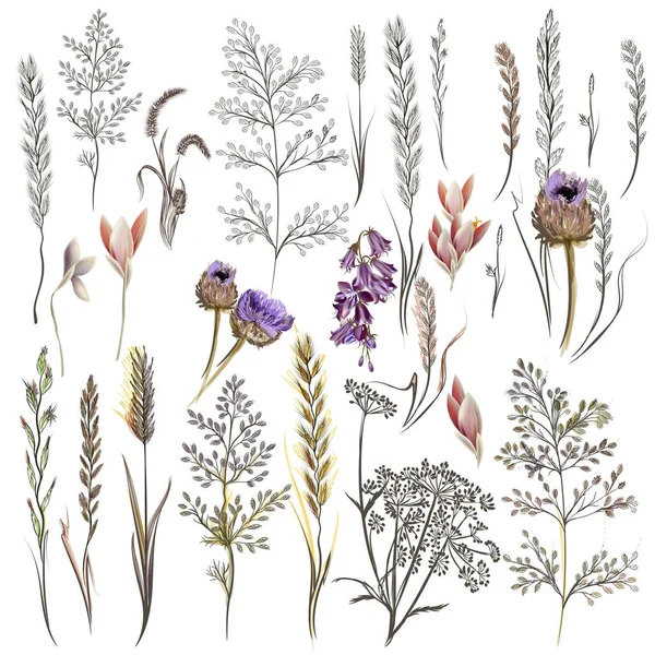 Kolekcja wektor pola kwiatów i roślin w starym stylu — Wektor stockowy
