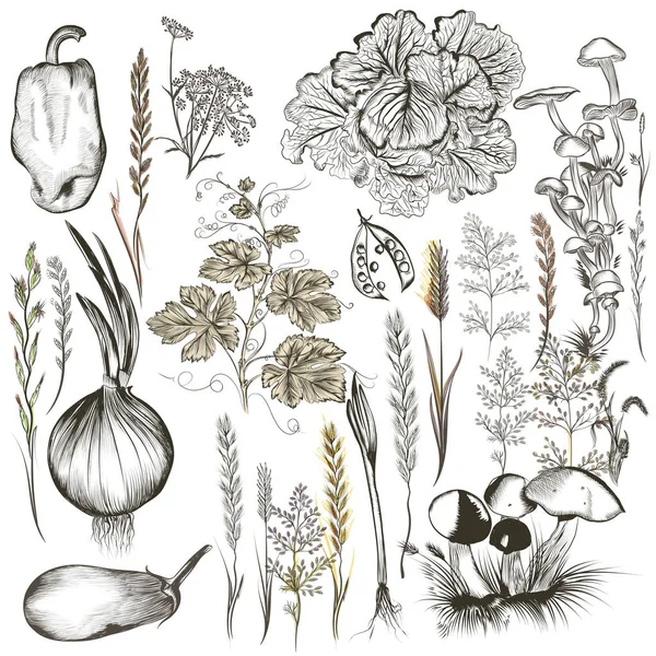 Sběr vektorových zeleniny a rostlin ve starém stylu — Stockový vektor