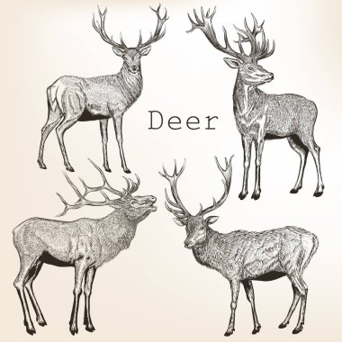 Set of vector vintage styled engraved hand drawn deer animal hun clipart