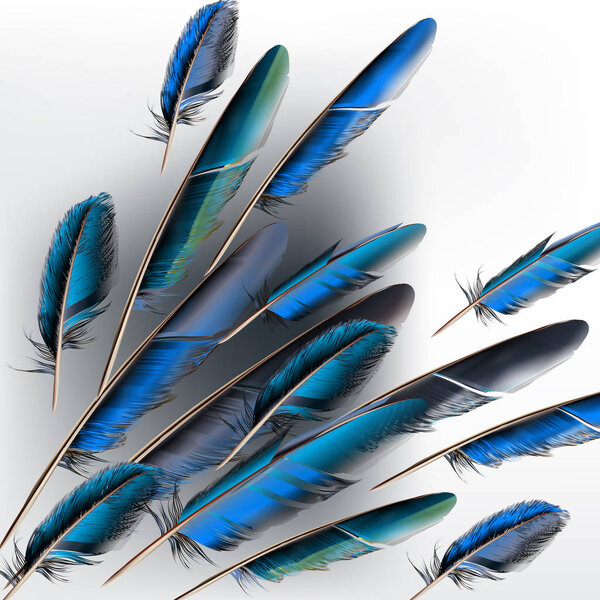 Elegant vector background with realistic feathers in blue