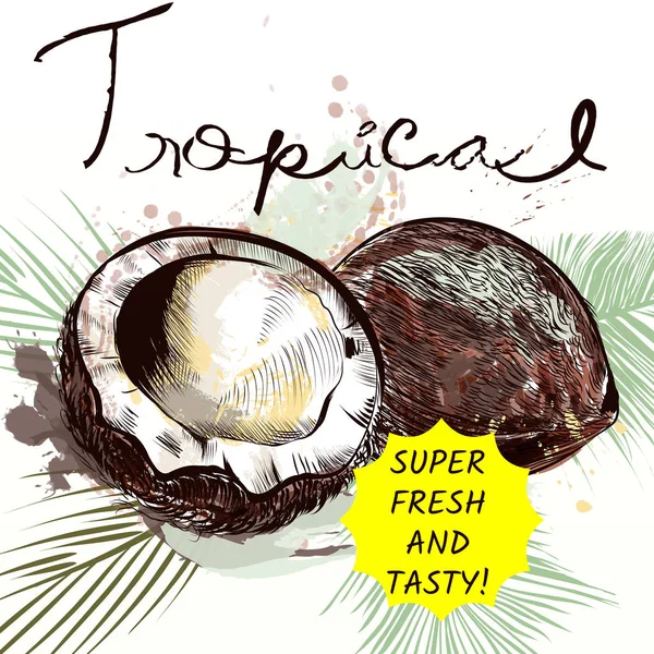 Ilustracja kokos w stylu przypominającym akwarele na białym tle — Wektor stockowy