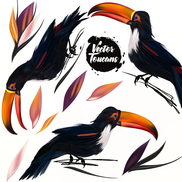 Collection d'oiseaux toucans tropicaux vecteurs sur fond blanc — Image vectorielle