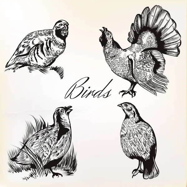 Colección de aves dibujadas a mano vectoriales en estilo vintage — Vector de stock