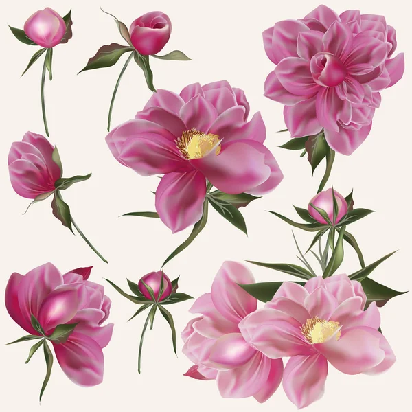 Wektor piękny zbiór kwiaty peony realistyczny różowy c — Wektor stockowy